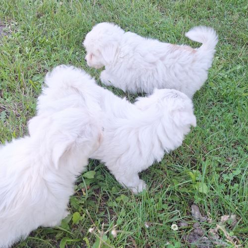 Chiot coton de tuléar 1000 euros #7