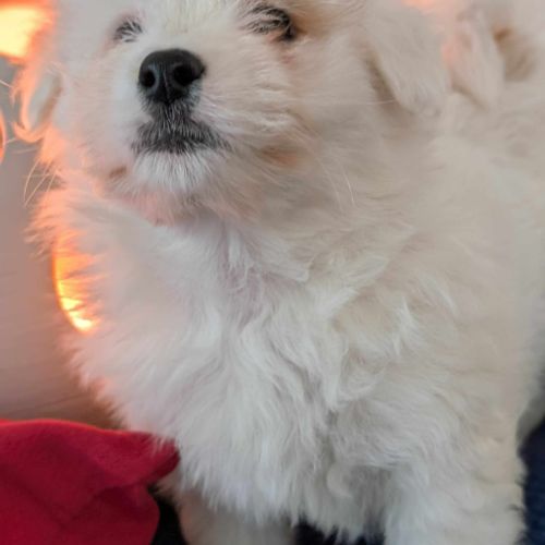 Chiot coton de tuléar 1000 euros #8