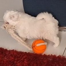 Chiot coton de tuléar 1000 euros #9