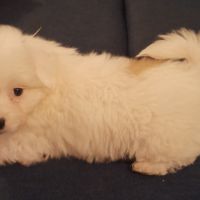 Chiot coton de tuléar 850 euros #1
