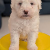 Chiot coton de tuléar 850 euros #2