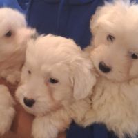 Chiot coton de tuléar 850 euros #3