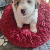Chiot coton de tuléar 1000 euros #2