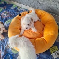 Chiot coton de tuléar 1000 euros #4