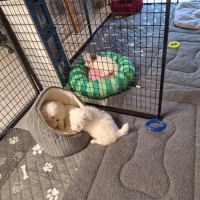 Chiot coton de tuléar 1000 euros #5
