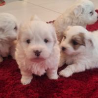 Chiot coton de tuléar 850 euros #4