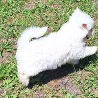Chiot coton de tuléar 850 euros #5