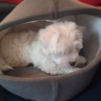Chiot coton de tuléar 850 euros #7