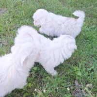 Chiot coton de tuléar 1000 euros #7