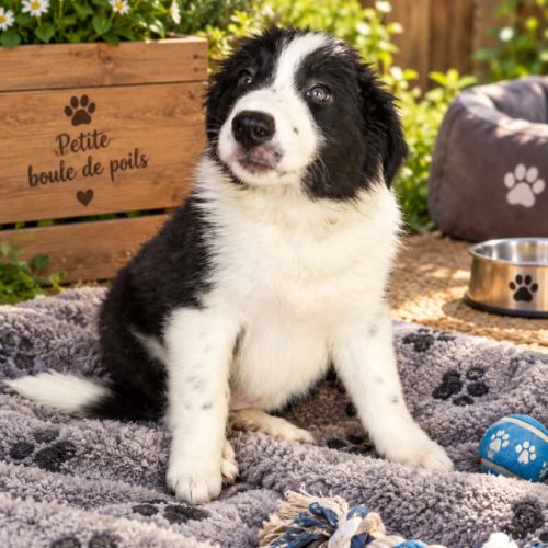 Magnifique chiots border collie