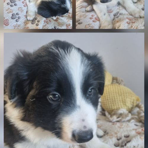 Magnifique chiots border collie