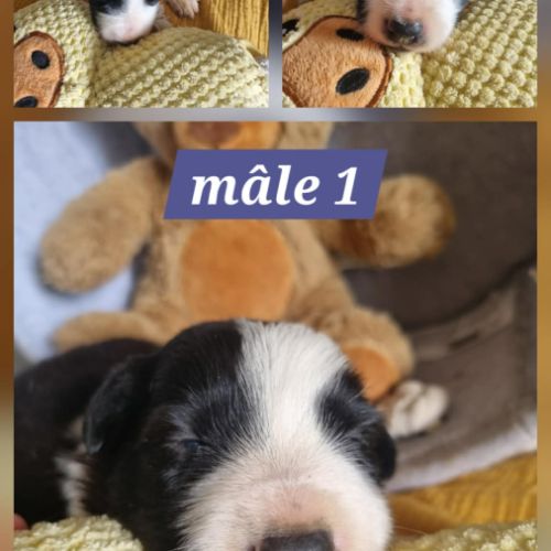 Magnifique chiots border collie #4