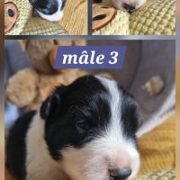 Magnifique chiots border collie #1