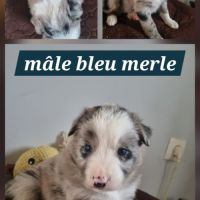 Magnifique chiots border collie