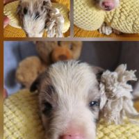 Magnifique chiots border collie