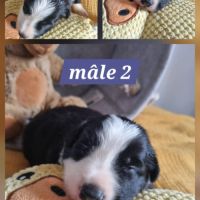 Magnifique chiots border collie #3