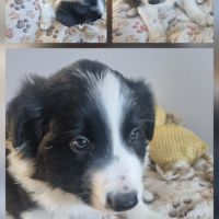 Magnifique chiots border collie