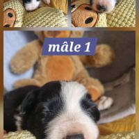 Magnifique chiots border collie #4