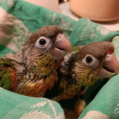 Conure de molinae