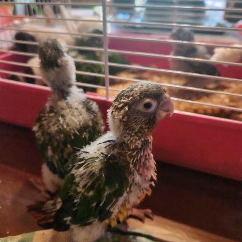 Conure de molinae #4