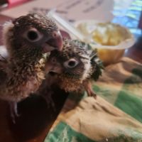Conure de molinae #2