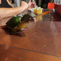 Conure de molinae #3