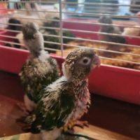 Conure de molinae #4