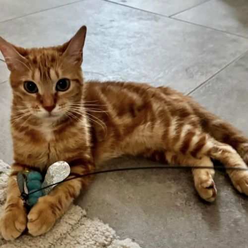 Cognac petit coeur à l'adoption