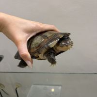 Donne pelomedusa roussâtre mâle 3 ans