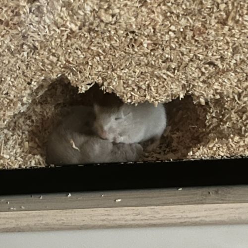 Deux adorables gerbilles mâles grises #2