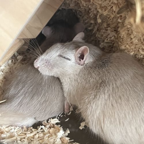 Deux adorables gerbilles mâles grises