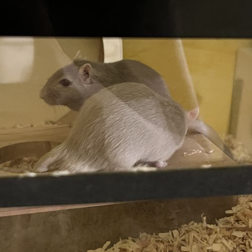Deux adorables gerbilles mâles grises #4