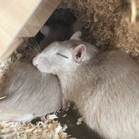 Deux adorables gerbilles mâles grises #0