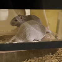 Deux adorables gerbilles mâles grises #4