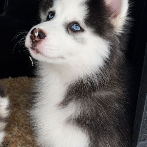 Pomsky chiot #1