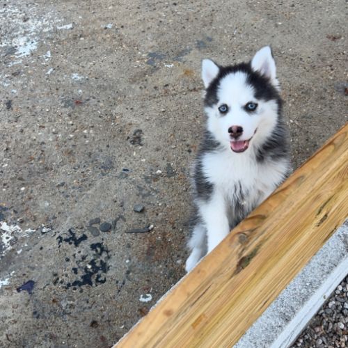 Pomsky chiot #2