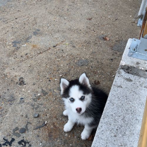 Pomsky chiot #3