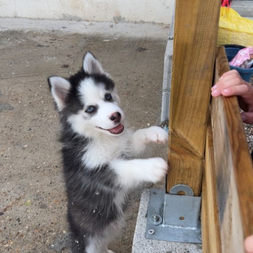 Pomsky chiot #5
