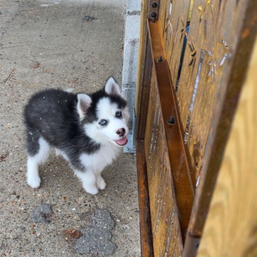 Pomsky chiot #0