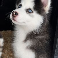Pomsky chiot #1