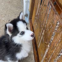Pomsky chiot #4