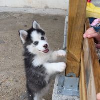 Pomsky chiot #5