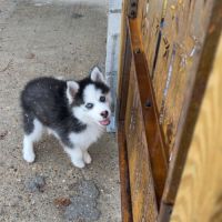Pomsky chiot