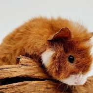 Jeune cochon d'inde femelle teddy