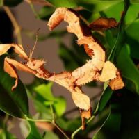 Phasmes scorpion males femelles #2