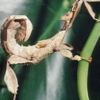 Phasmes scorpion males femelles #0