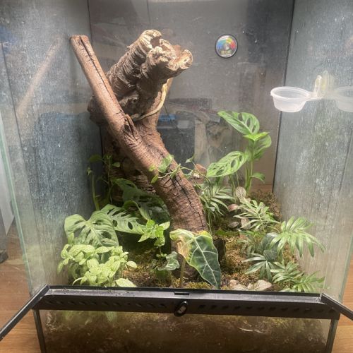 Gecko à crête + terrarium #1