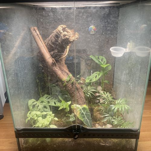 Gecko à crête + terrarium #2
