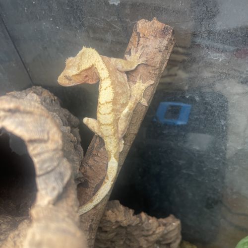 Gecko à crête + terrarium