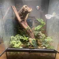 Gecko à crête + terrarium #1